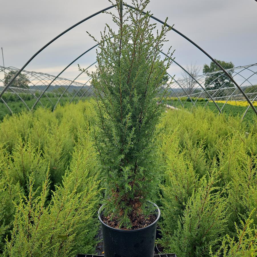 Juniperus communis Gold Cone