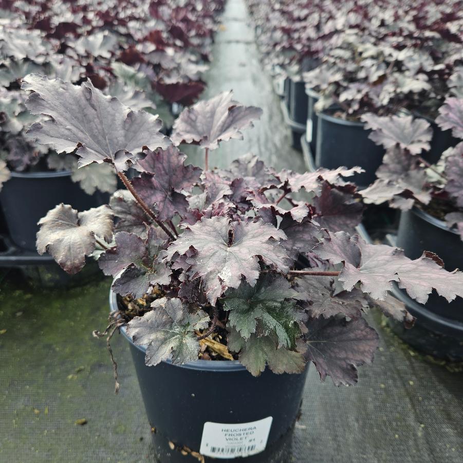 Heuchera Frosted Violet