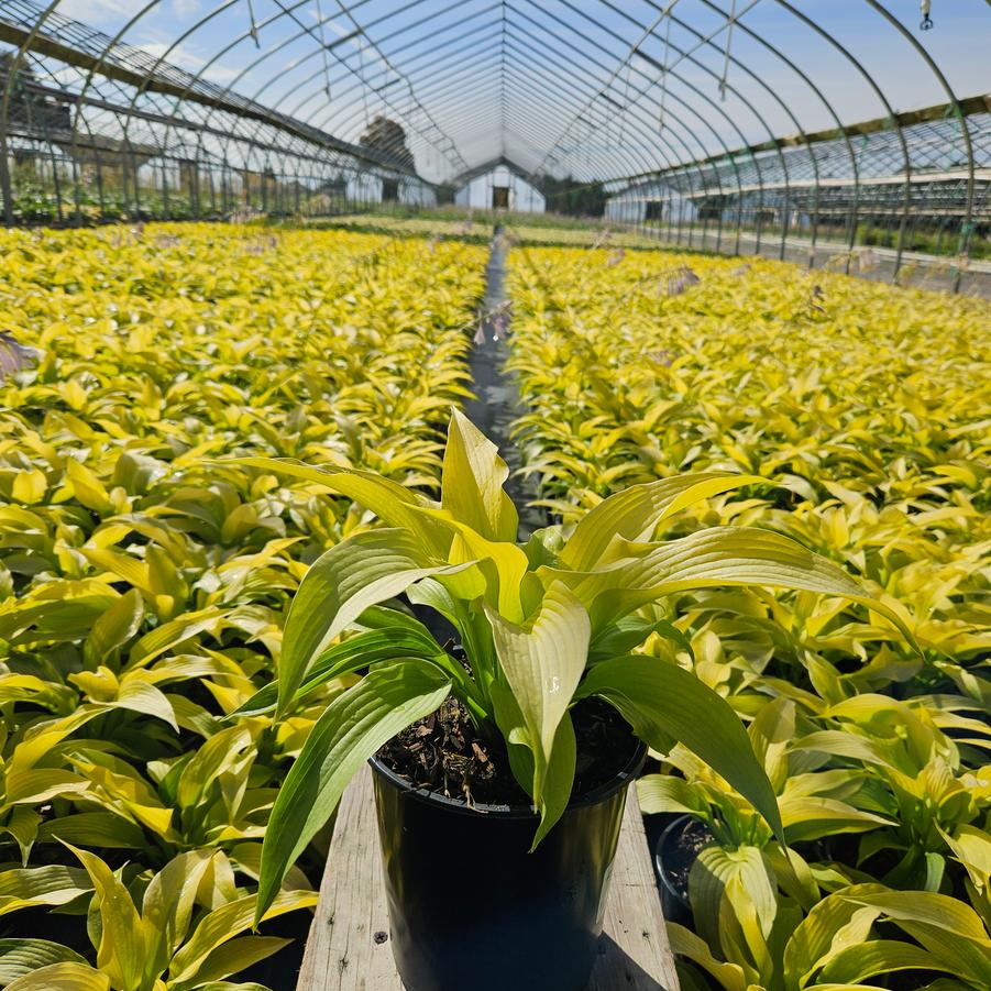 Hosta 'Dancing Queen'