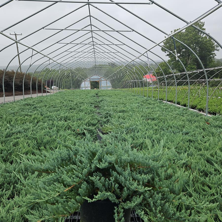 Juniperus horizontalis 'Blue Chip'