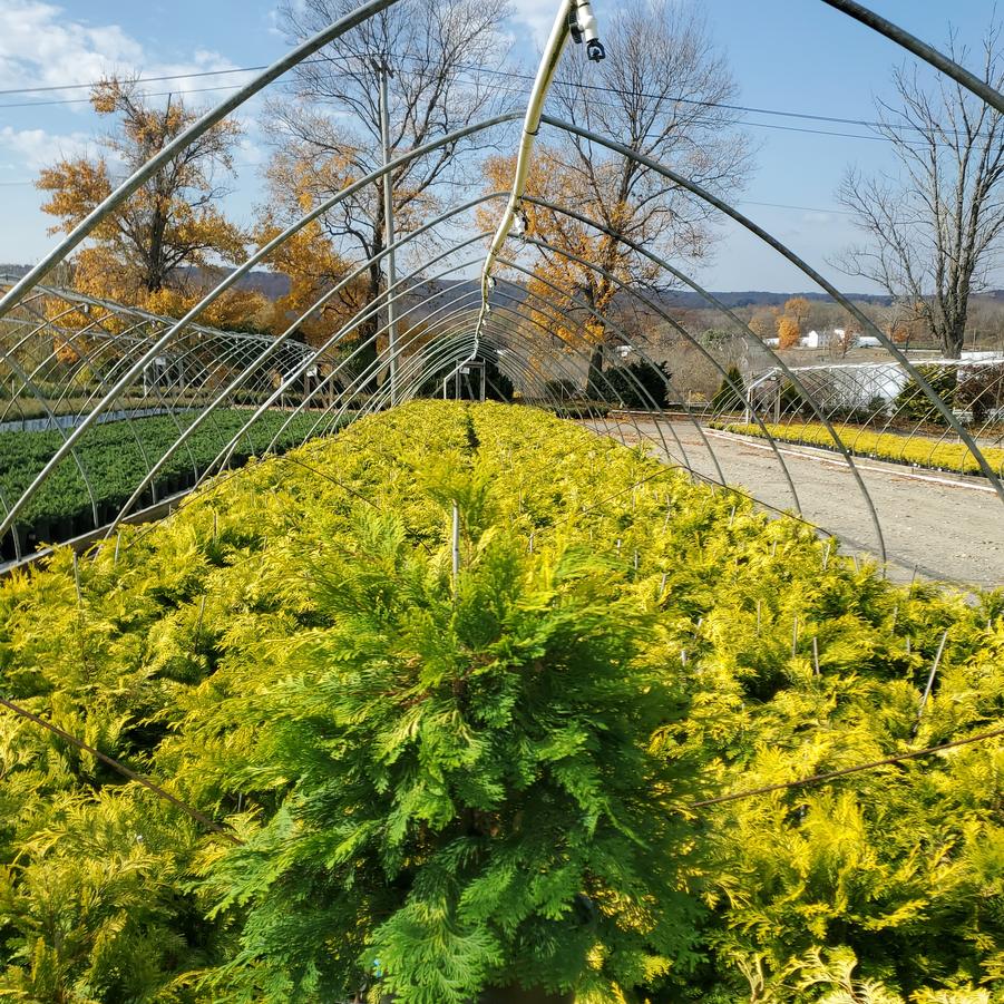 Chamaecyparis obtusa 'Crippsii'