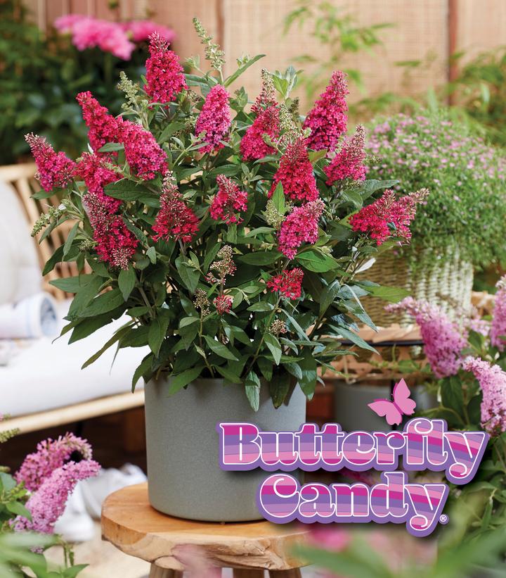 Buddleia davidii Butterfly Candy Li'l Raspberry