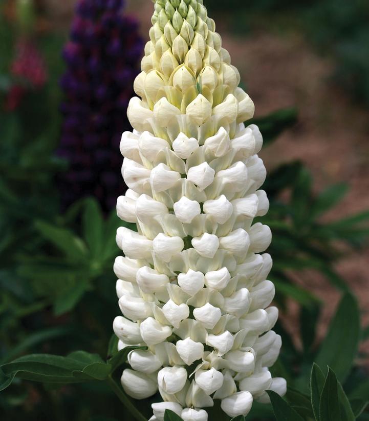 Lupinus polyphyllus Westcountry™ 'Polar Princess'