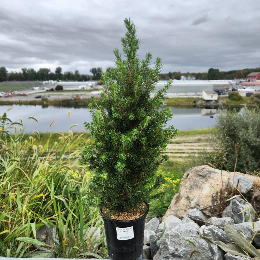 Picea glauca 'Conica'