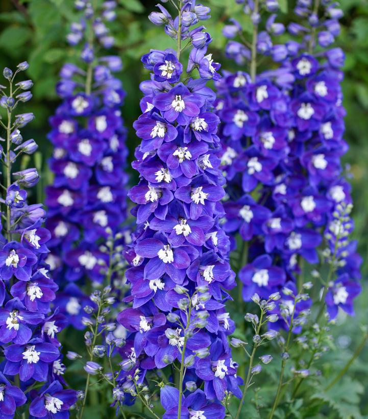 Delphinium Delgenius™ 'Blue Fabulosa'