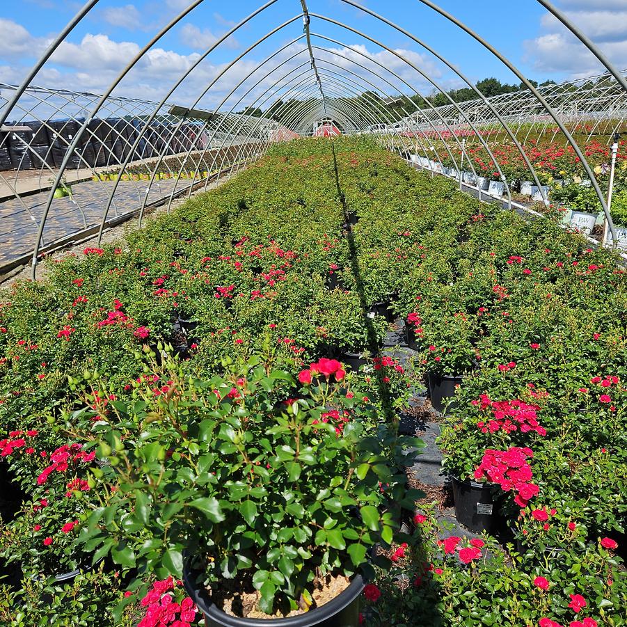 Rosa Flower Carpet Mini Cherry