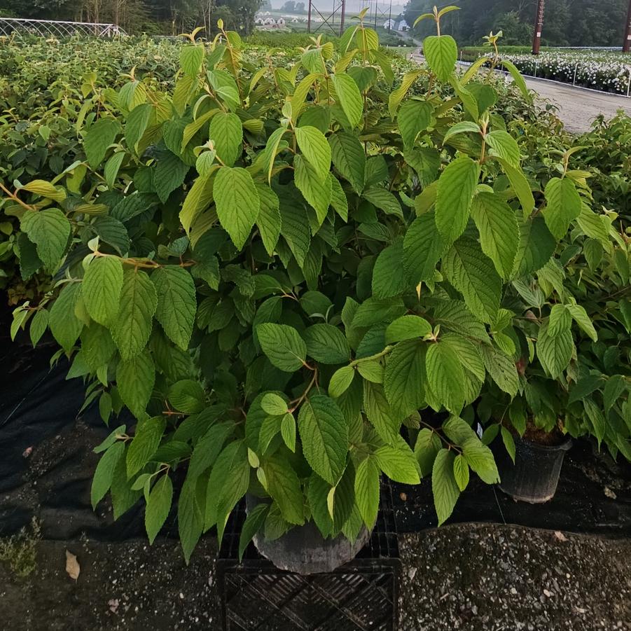 Viburnum p. t. Mariesii