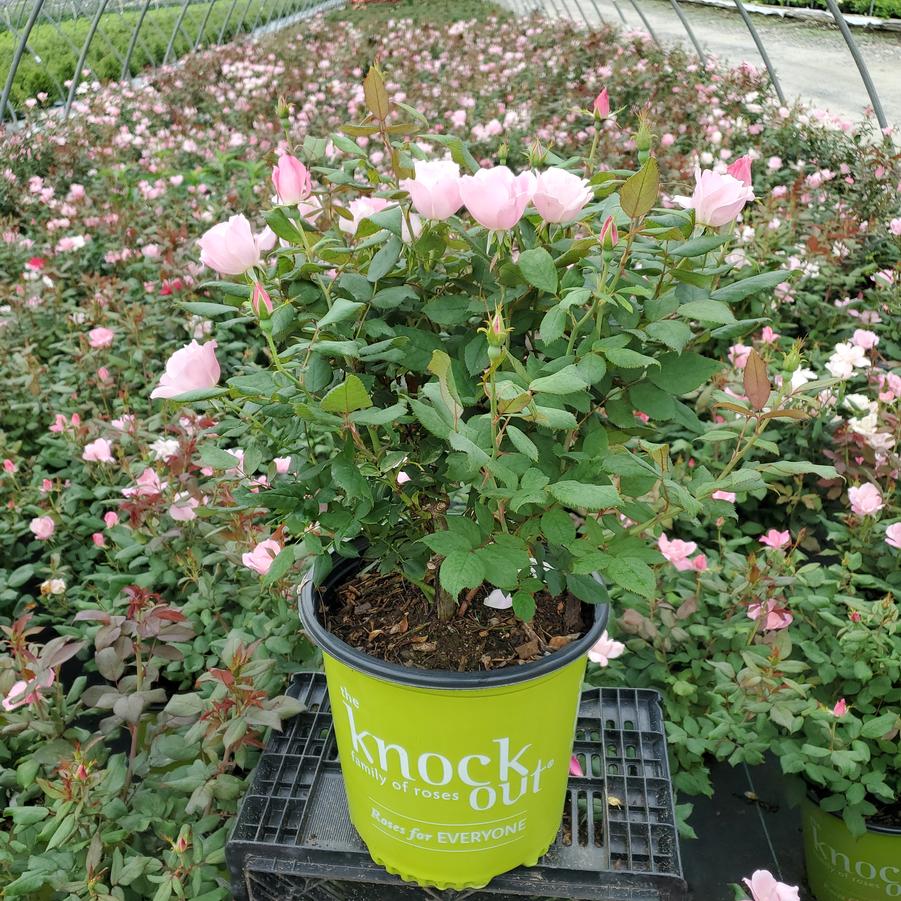 Rosa Blushing Knock Out®