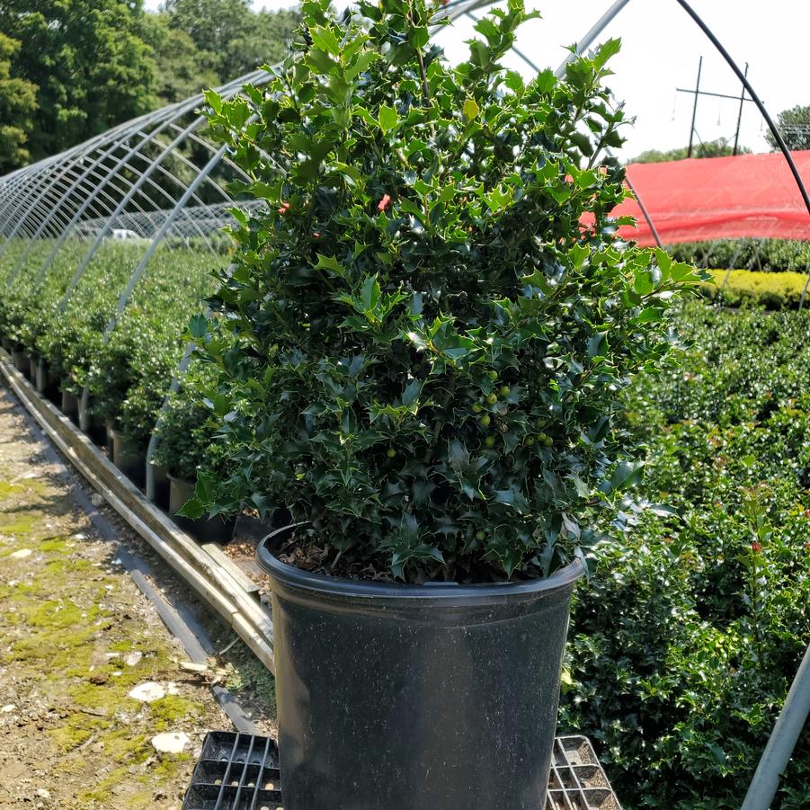 Ilex X Red Beauty™