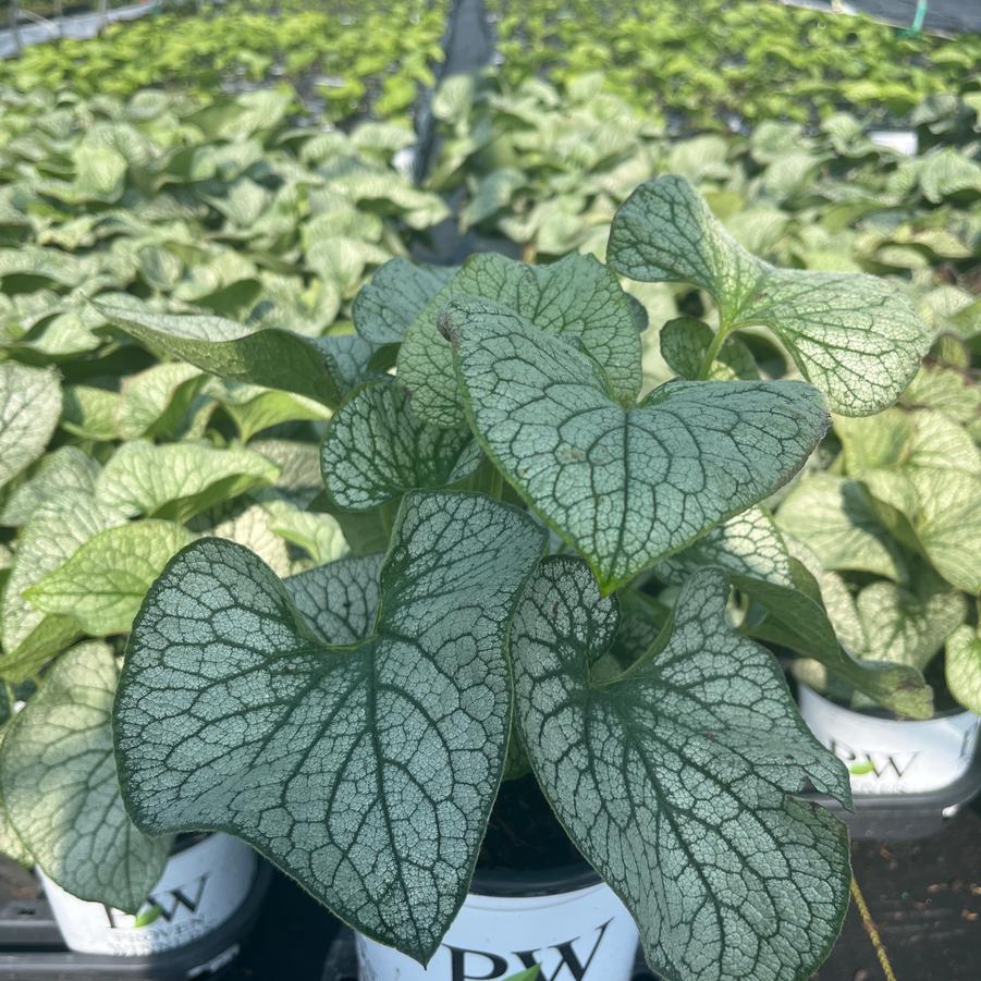 Brunnera macrophylla 'Queen of Hearts'