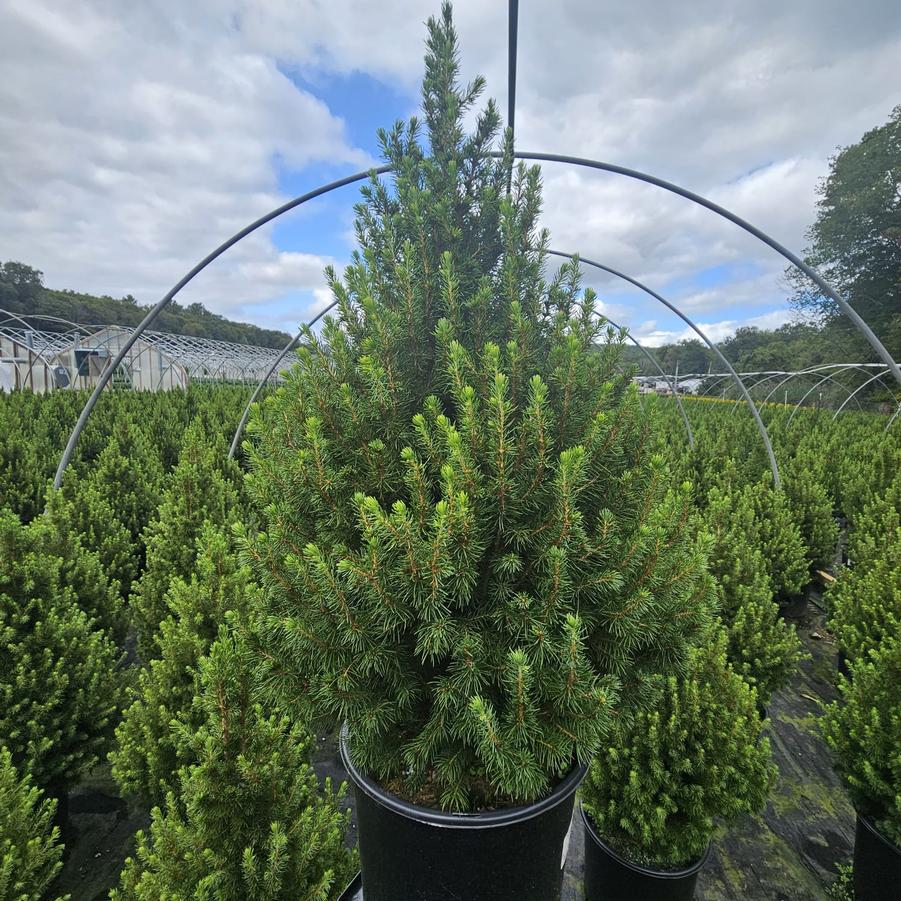 Picea glauca 'Conica'