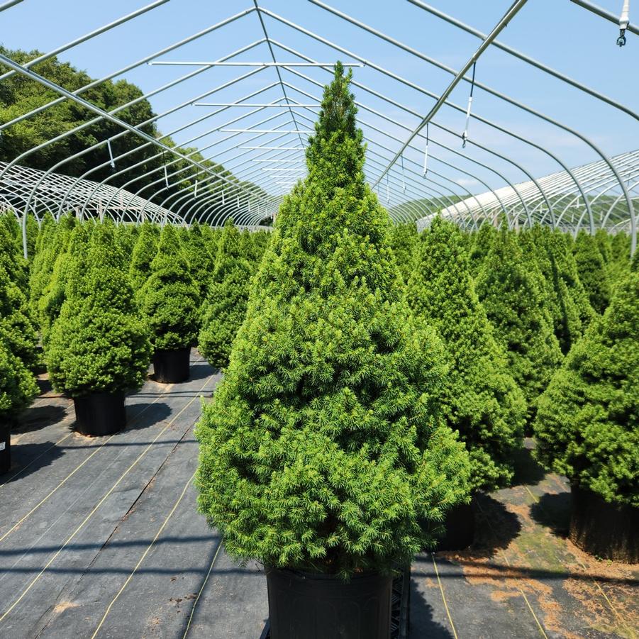 Picea glauca 'Conica'