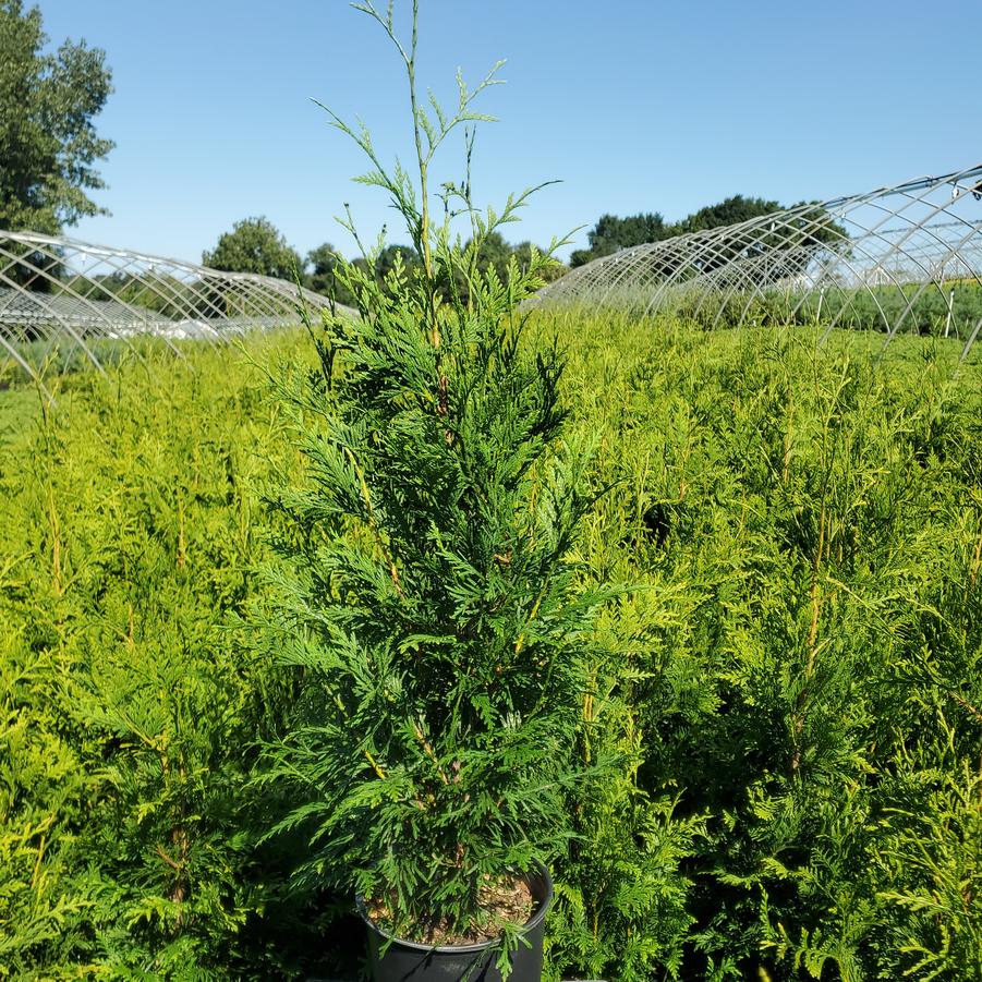 Thuja X 'Green Giant'