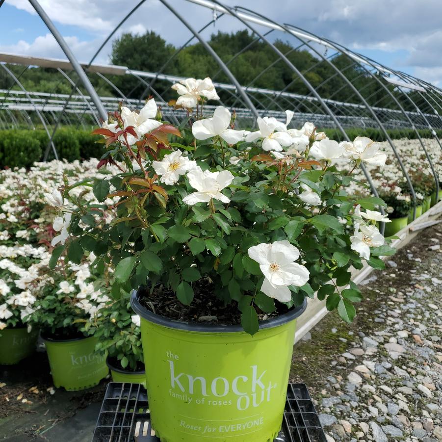 Rosa White Knock Out®