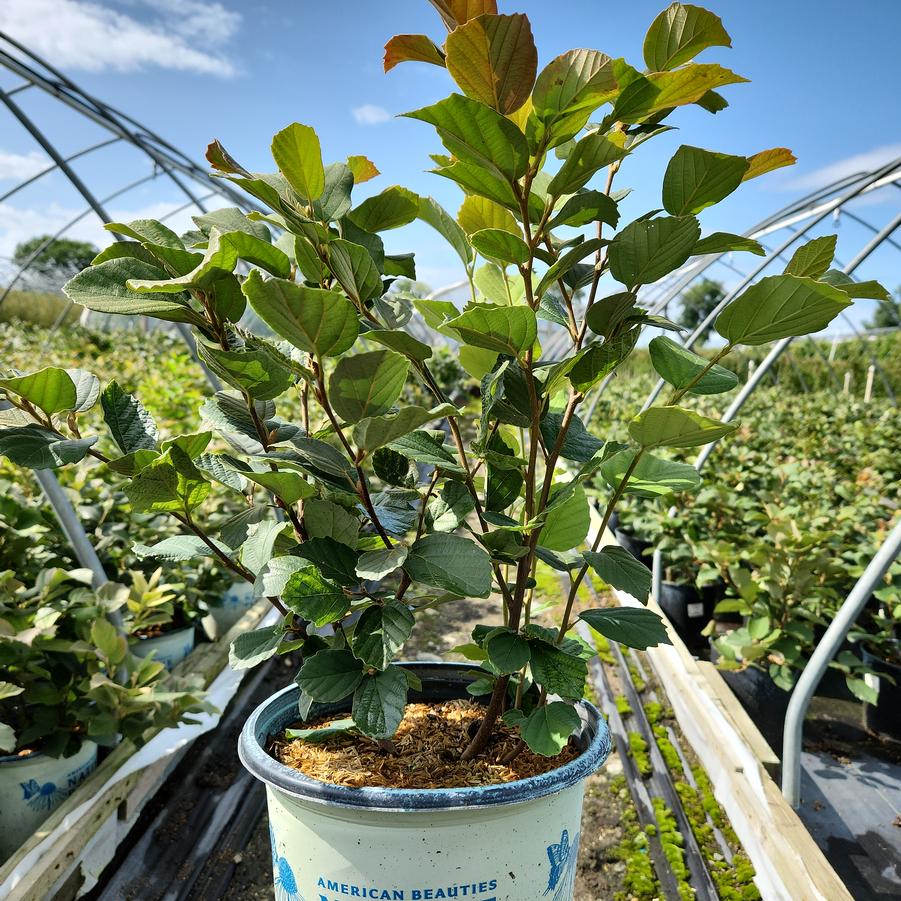 Fothergilla major 'Mount Airy'