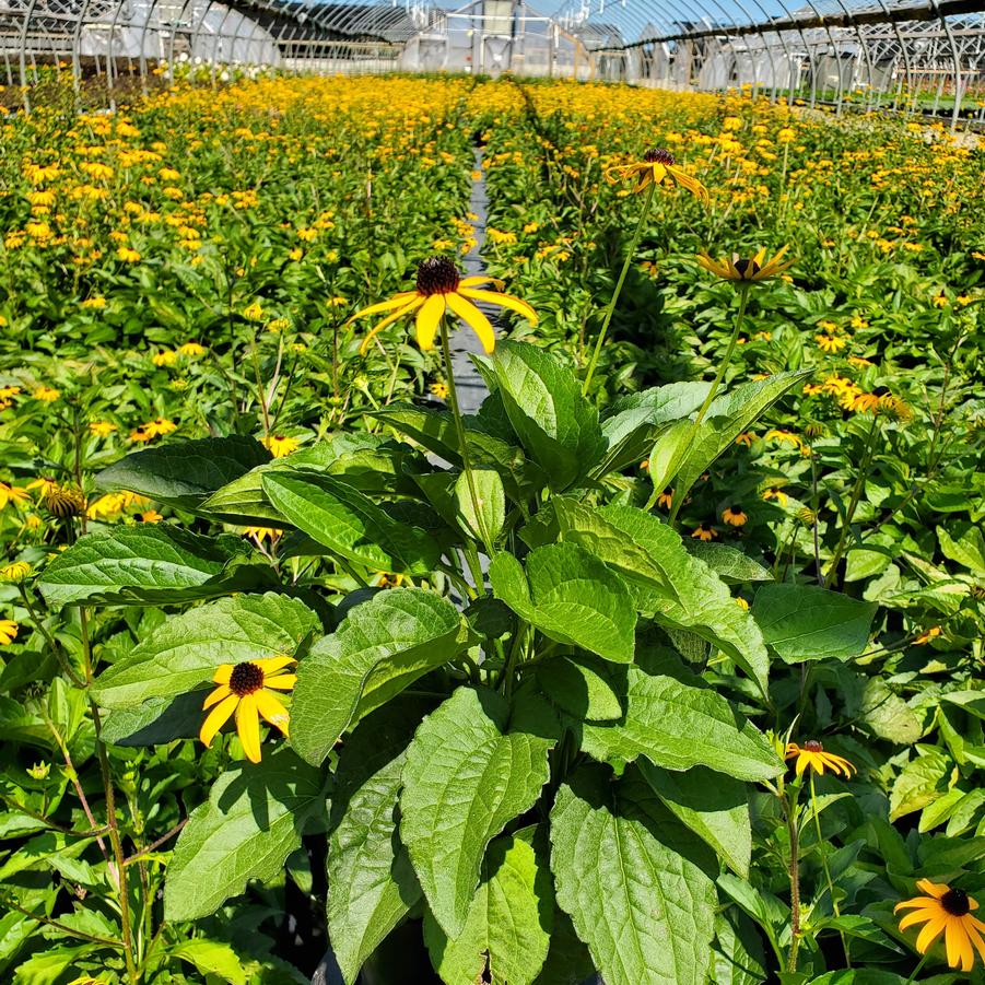 Rudbeckia fulgida var. sullivantii 'Goldsturm'