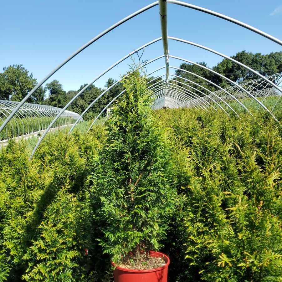 Thuja x plicata 'Junior Giant'