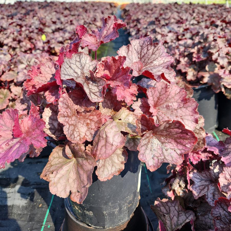 Heuchera Northern Exposure™ Purple