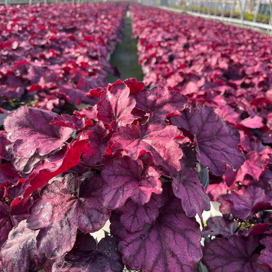 Heuchera Primo™ 'Wild Rose'