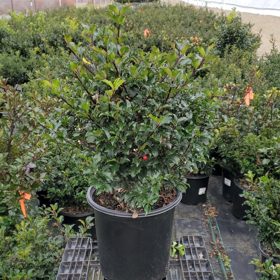 Ilex X meserveae Blue Princess