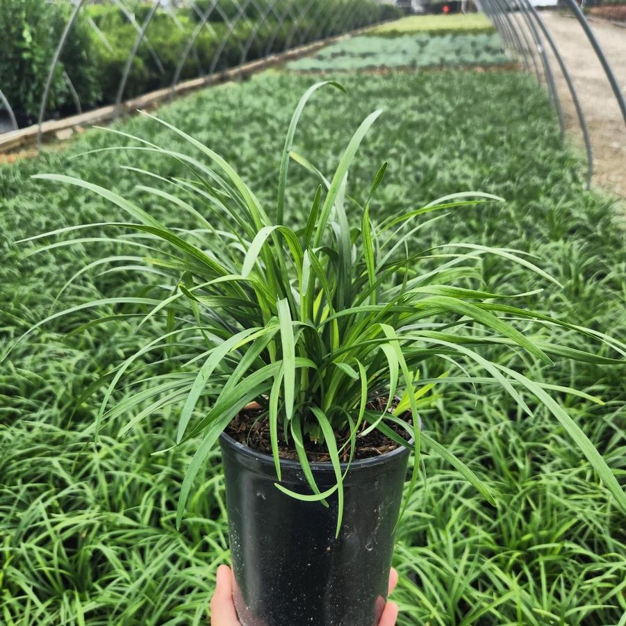 Liriope muscari 'Big Blue'