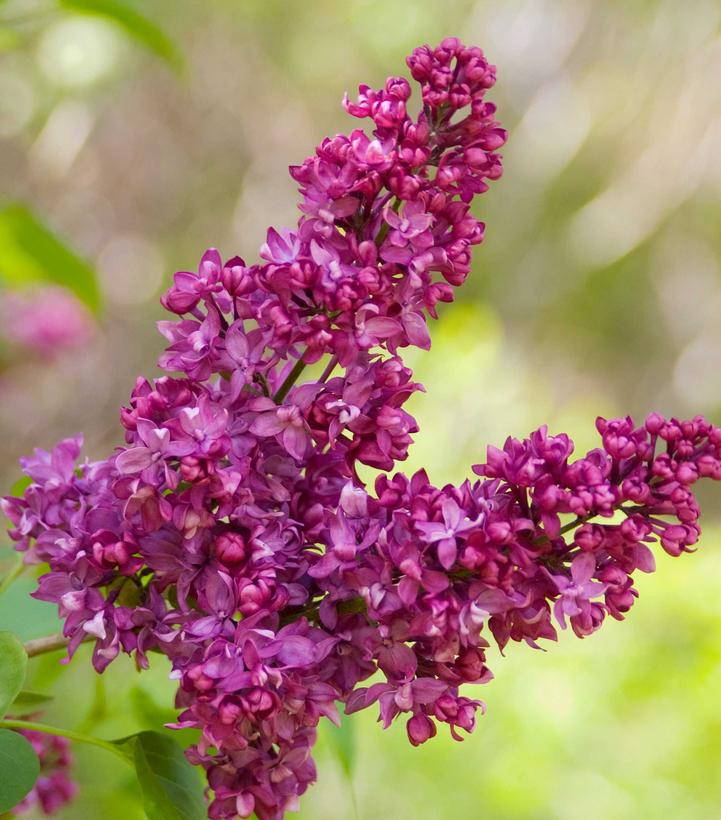 Syringa vulgaris 'Charles Joly'