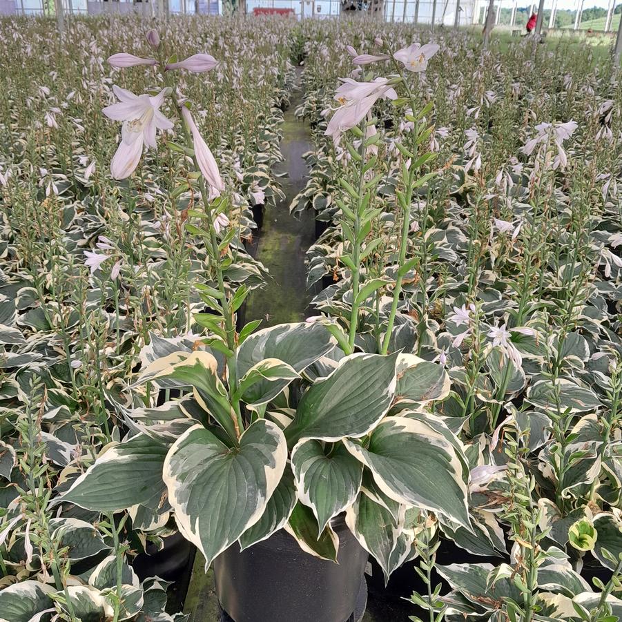 Hosta Patriot