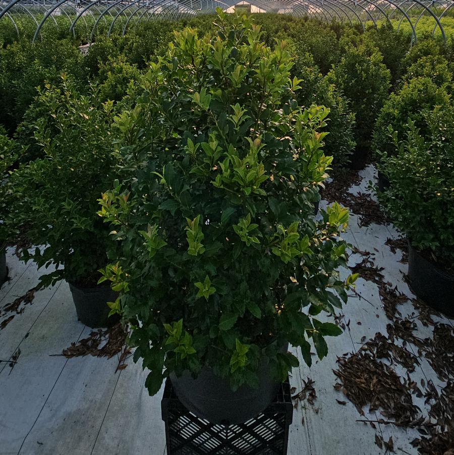 Ilex X meserveae Blue Maid