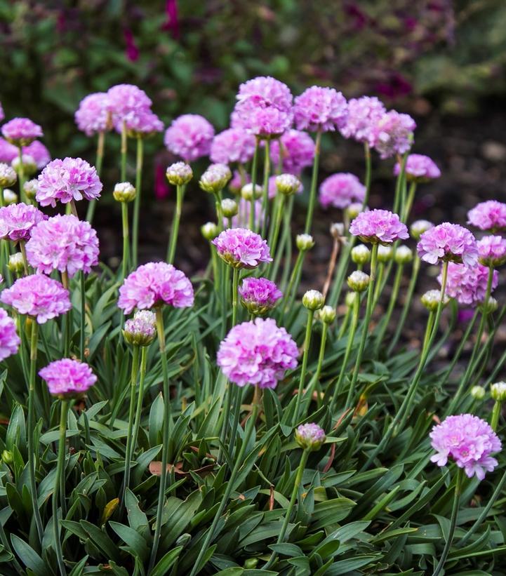 Armeria pseudarmeria Dreameria® Sweet Dreams