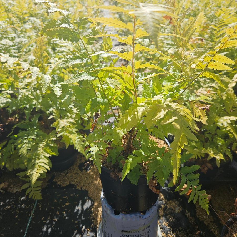 Dryopteris x australis - Dixie Wood