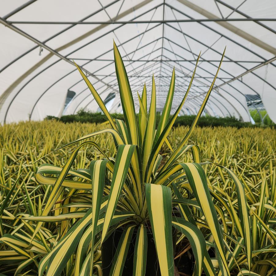 Yucca filamentosa Color Guard