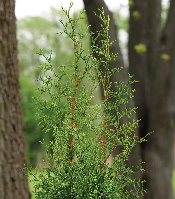 Thuja plicata Sugar and Spice™