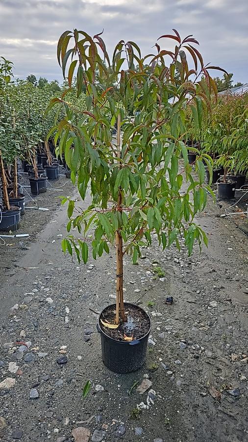 Prunus X Redhaven