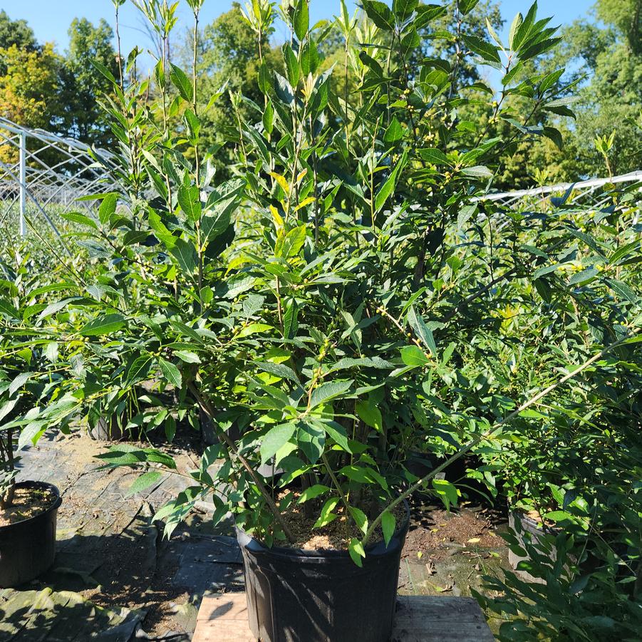 Ilex verticillata Wildfire™