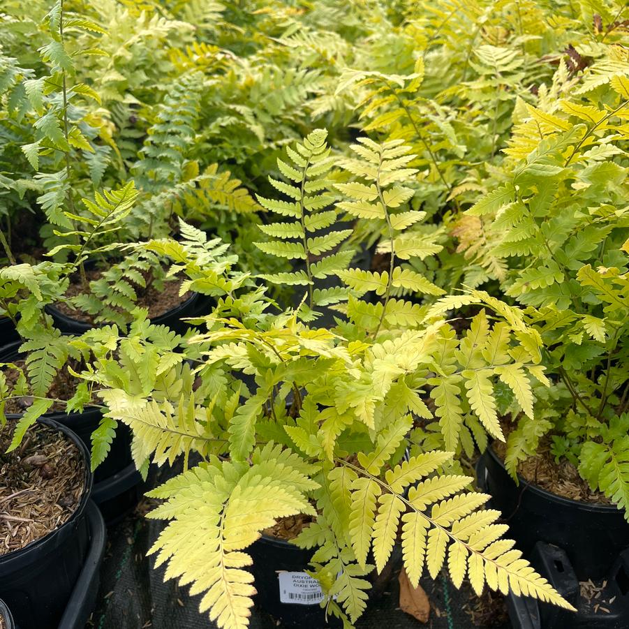 Dryopteris x australis - Dixie Wood