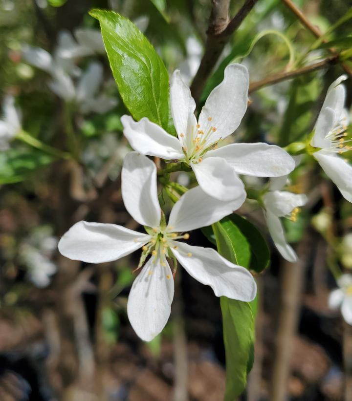 Malus x Starlite®