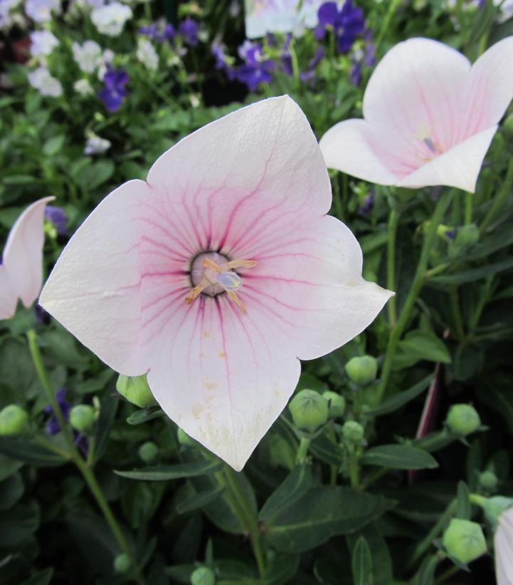 Platycodon grandiflorus 'Astra White'