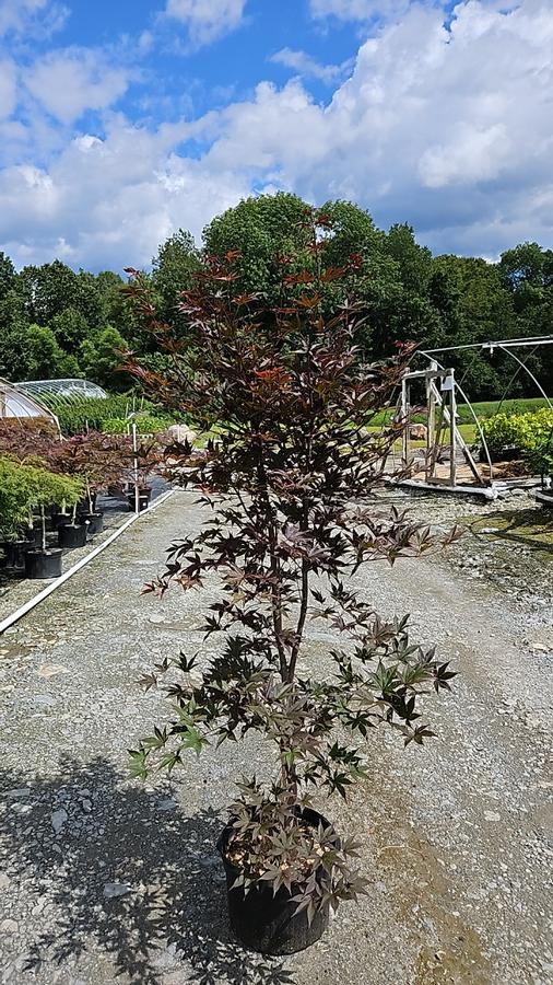 Acer palmatum 'Bloodgood'