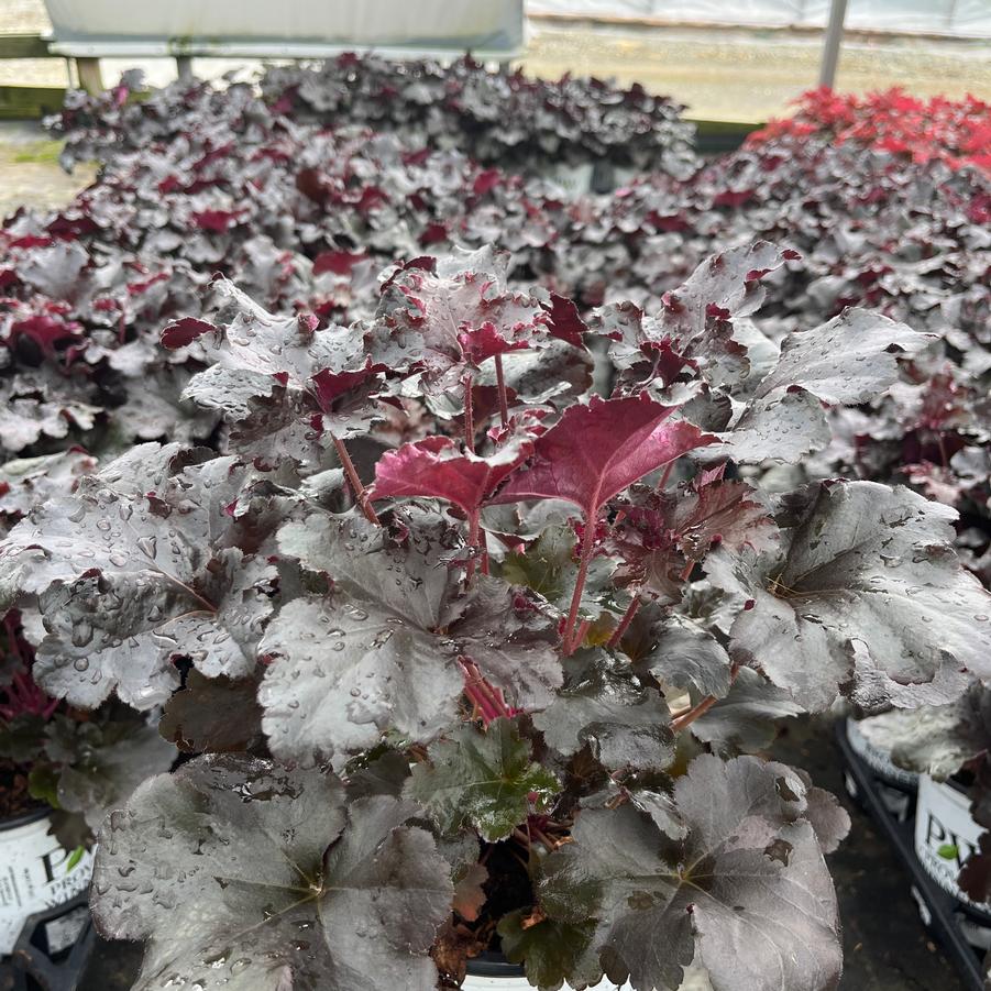 Heuchera hybrid Primo® Black Pearl