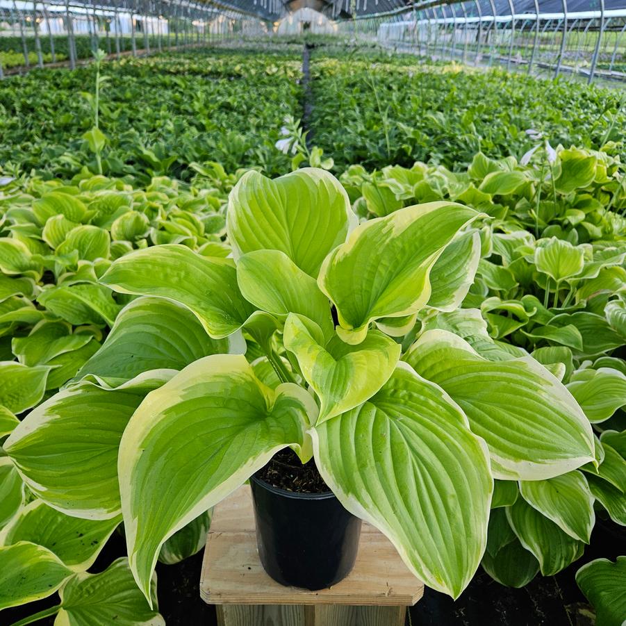 Hosta Fragrant Bouquet