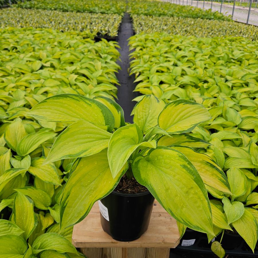 Hosta 'Stained Glass'