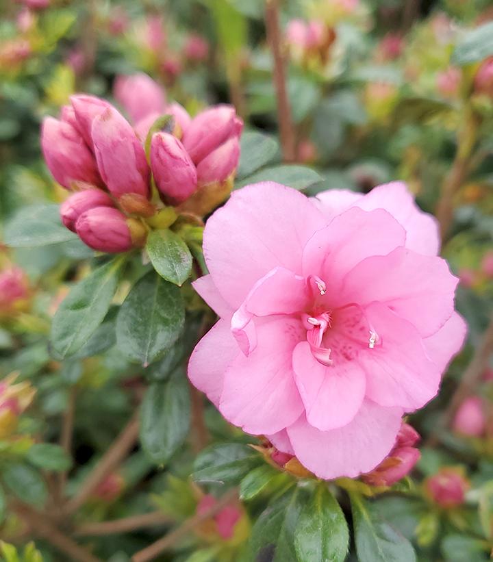 Azalea yeodoense var. poukhanense Pink