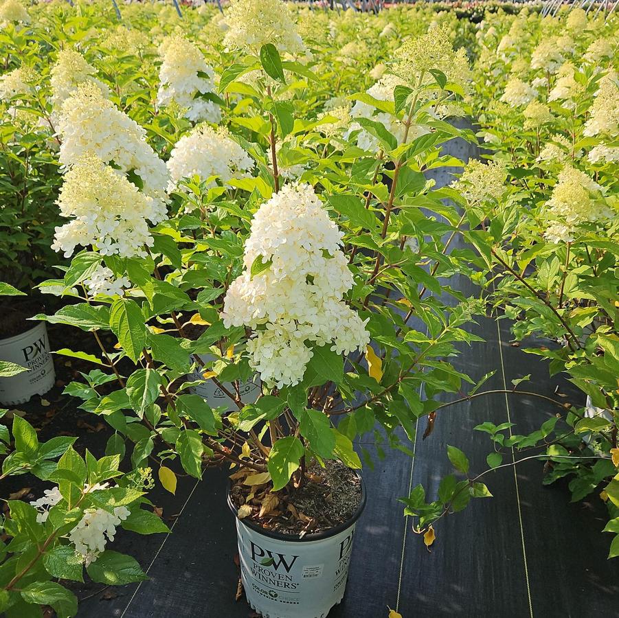 Hydrangea pan. 'Limelight'