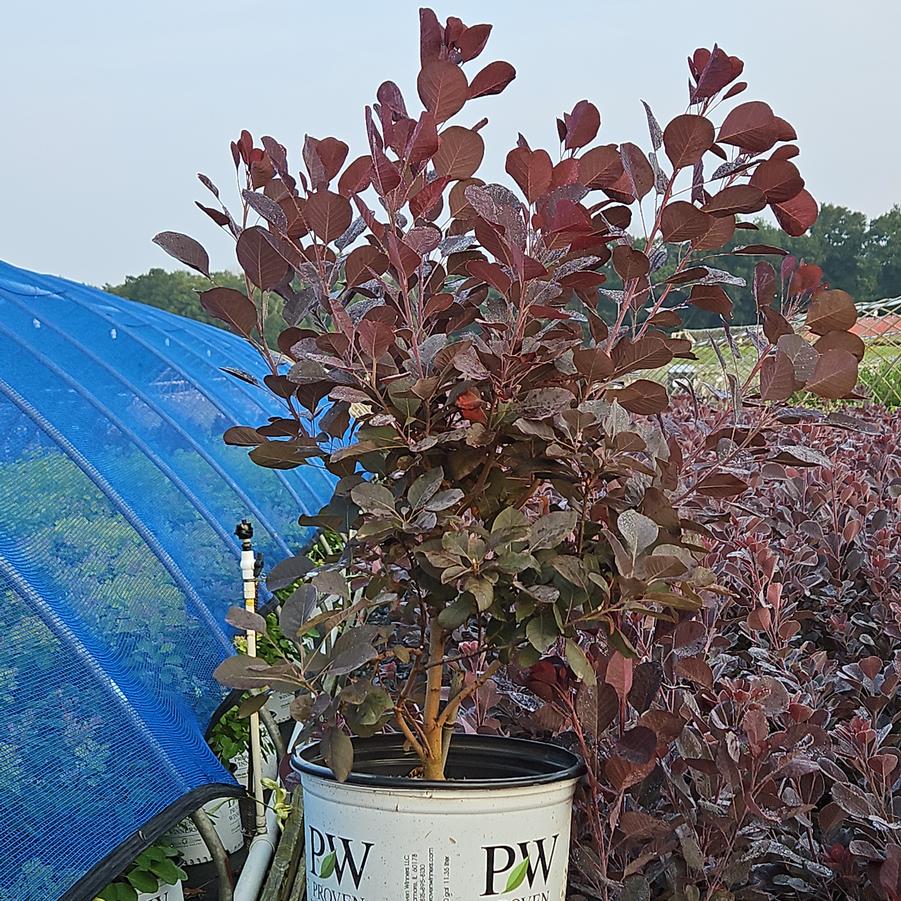 Cotinus coggygria Winecraft Black®