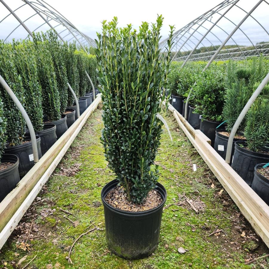 Ilex crenata Sky Pencil