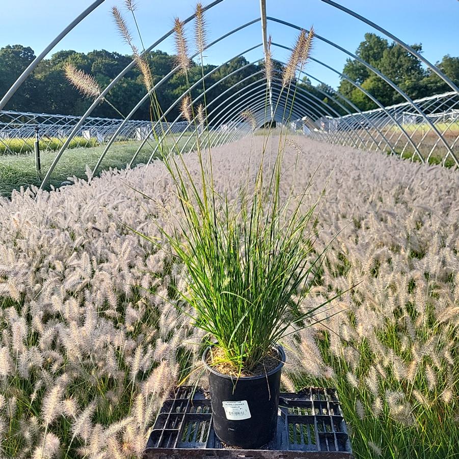 Pennisetum alopecuroides Hameln