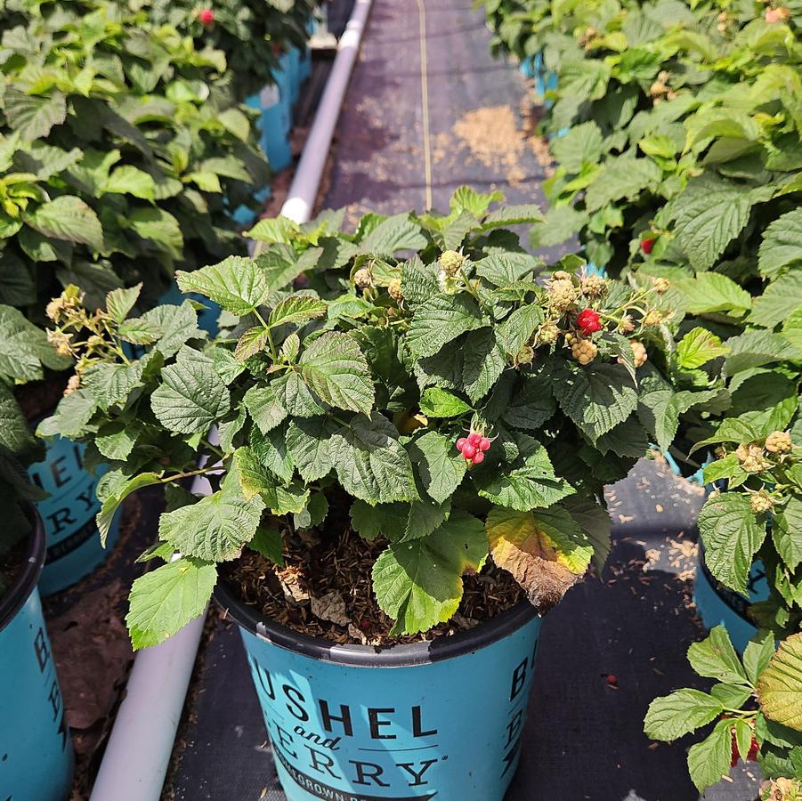 Rubus idaeus Bushel and Berry® Raspberry Shortcake®