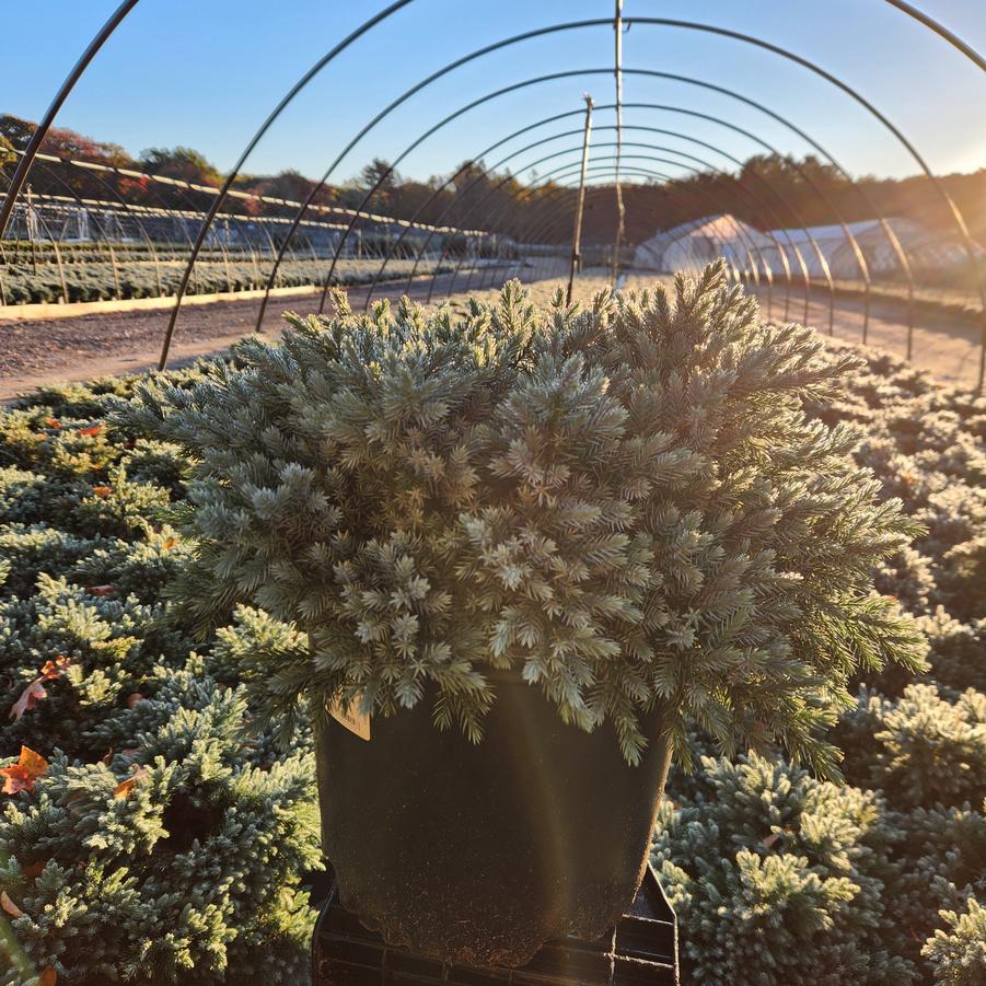 Juniperus squamata 'Blue Star'