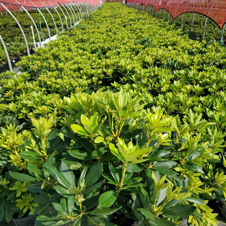 Rhododendron cat. Boursault