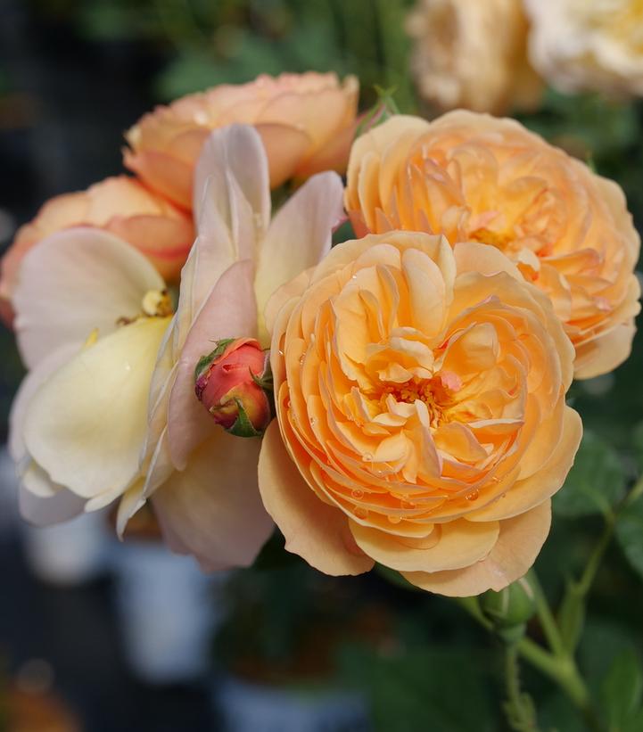 Rosa x Flavorette™ Honey-Apricot